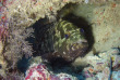 Nouvelle-Calédonie - Grande Terre - Bourail - Scub'addict