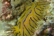 Nouvelle-Calédonie - Grande Terre - Bourail - Scub'addict