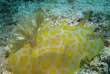 Nouvelle-Calédonie - Grande Terre - Bourail - Scub'addict