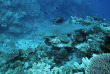 Nouvelle-Calédonie - Grande Terre - Bourail - Scub'addict