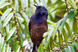 Papouasie-Nouvelle-Guinée - Paradisier de Stéphanie © Trans Niugini Tours, Geoff Jones