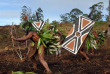 Papouasie-Nouvelle-Guinée - Mount Hagen Show © Trans Niugini Tours