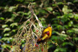 Papouasie-Nouvelle-Guinée - Oiseau de Paradis