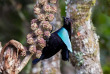 Papouasie-Nouvelle-Guinée - Paradisier Lophorina © Trans Niugini Tours, Geoff Jones
