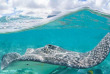 Polynésie française - Bora Bora - Safari Requins et Raies en Plongée Libre