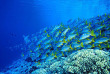 Tour du monde - Polynésie française - Plongée sous-marine © Tahiti Tourisme, Alexis Rosenfeld