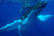 Polynésie française - Bora Bora - Observation des baleines
