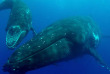 Polynésie française - Bora Bora - Observation des baleines