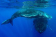 Polynésie française - Bora Bora - Observation des baleines
