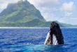 Polynésie française - Bora Bora - Observation des baleines