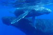 Polynésie française - Bora Bora - Observation des baleines
