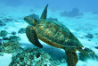 Polynésie française - Moorea - Les trésors sous-marins de Moorea