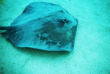 Polynésie française - Moorea - Les trésors sous-marins de Moorea