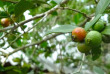 Polynésie - Huahine - Pension Tupuna
