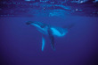 Polynésie française - Moorea - Expédition Dauphins et Baleines du Dr Poole © Tahiti Tourisme, Vincent Audet
