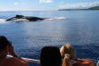 Polynésie française - Moorea - Expédition Dauphins et Baleines du Dr Poole