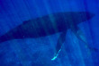 Polynésie française - Moorea - Expédition Dauphins et Baleines du Dr Poole