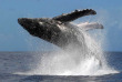 Polynésie française - Moorea - Expédition Dauphins et Baleines du Dr Poole