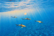 Polynésie française - Moorea - Découverte de la faune marine, lagon et océan