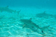Polynésie française - Moorea - Journée privée Polynésienne Kahaia