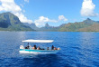 Polynésie française - Moorea - Rencontre avec les baleines à Moorea
