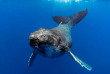 Polynésie française - Moorea - Rencontre avec les baleines à Moorea