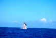 Polynésie française - Moorea - Rencontre avec les baleines à Moorea