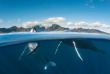 Polynésie française - Moorea - Rencontre avec les baleines à Moorea
