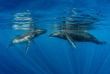 Polynésie française - Moorea - Rencontre avec les baleines à Moorea