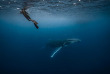 Polynésie française - Moorea - Rencontre avec les baleines à Moorea