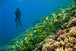 Polynésie - Tuamotu - Fakarava - Dive Spirit