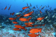 Polynésie française - Tuamotu - Fakarava - O2 Fakarava © Ali Baba