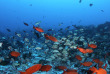 Polynésie française - Tuamotu - Fakarava - O2 Fakarava © Ali Baba