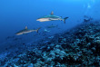 Polynésie française - Tuamotu - Fakarava - O2 Fakarava