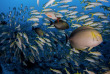 Polynésie française - Tuamotu - Fakarava - O2 Fakarava