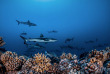 Polynésie française - Tuamotu - Fakarava - O2 Fakarava