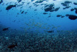 Polynésie française - Tuamotu - Fakarava - O2 Fakarava © Baptiste Le Bouil