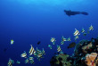 Polynésie française - Tuamotu - Fakarava - O2 Fakarava © Baptiste Le Bouil