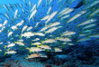Polynésie française - Tuamotu - Fakarava - O2 Fakarava © Marc Bernard