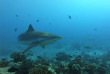 Polynésie - Tikehau - Raie Manta Diving Tikehau