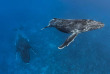 Polynésie française - Tahiti - Découverte des Baleines © Tobias Friedrich