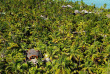 Polynésie - Tetiaroa - The Brando - Varua Spa