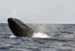Tonga - Croisière Naia - Mark Snyder