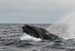Tonga - Croisière Naia - Mark Snyder