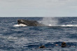 Tonga - Croisière Naia - Mark Snyder