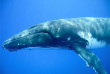 Tonga - Nager avec les baleines à bosse