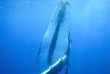 Tonga - Nager avec les baleines à bosse