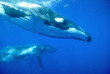 Tonga - Nager avec les baleines à bosse