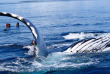 Tonga - Nager avec les baleines à bosse