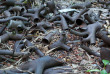 Vanuatu - Espiritu Santo - Histoire de la Seconde Guerre Mondiale © Vanuatu Tourism Office, South Pacific WWII Museum, Karl Von Moller